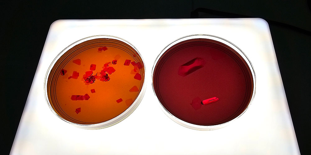 The oxidation of potassium ferricyanide solutions.