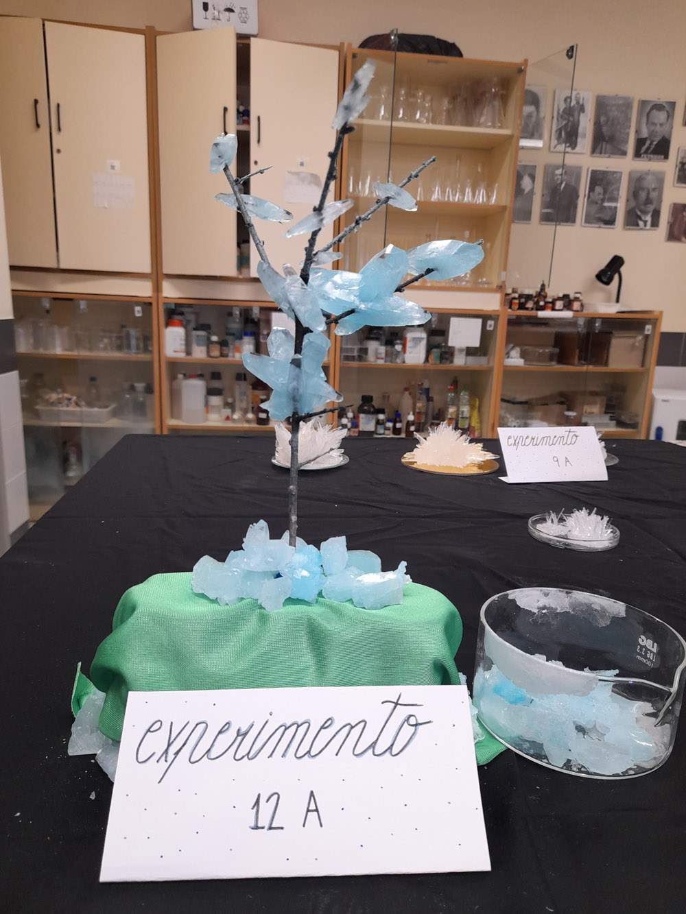 A crystal tree grown with MAP fertilizer for a high school crystallization competition in Spain.